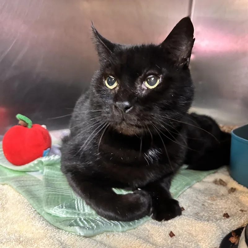 A senior medium-sized male Black Domestic Short Hair cat named Banner for adoption in Myerstown, PA