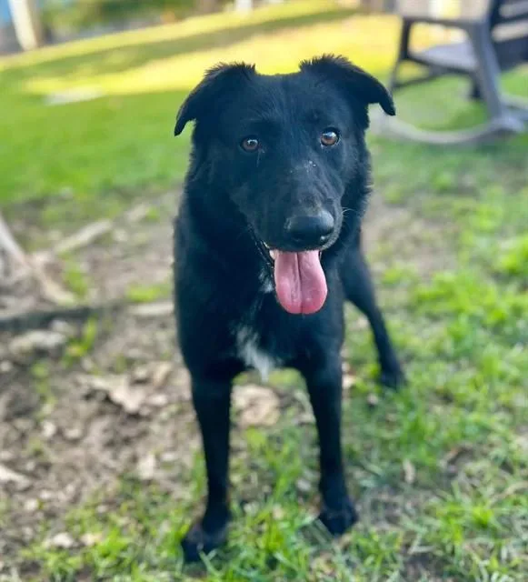 An adult large-sized male Shepherd dog named Snickers for adoption in Riverside, CA