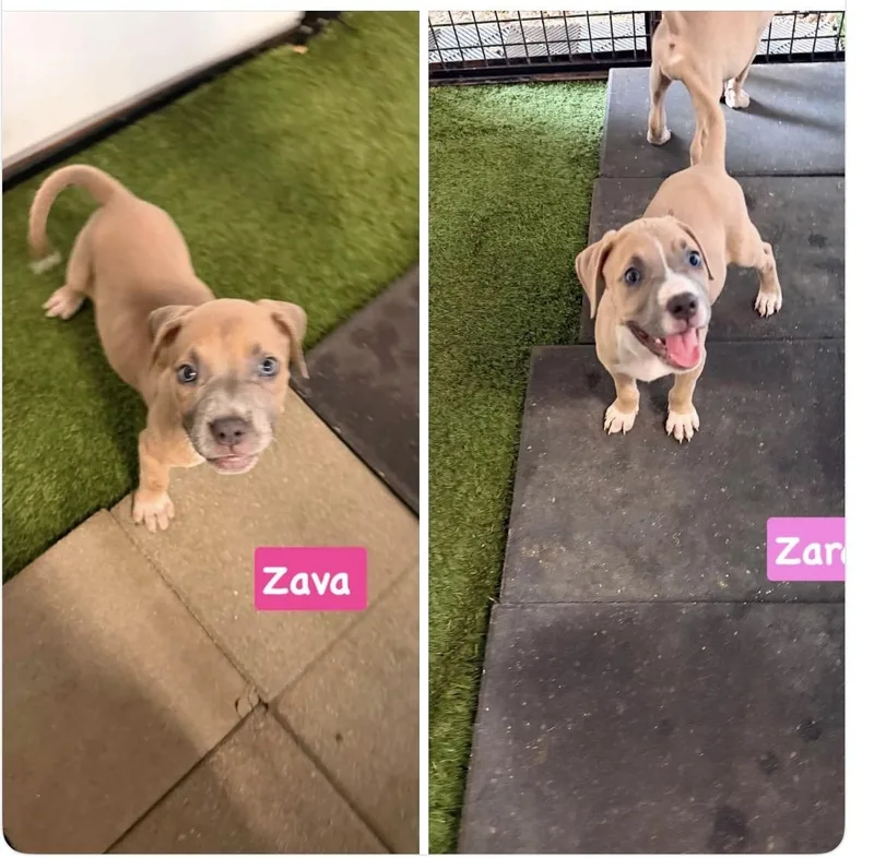 A baby medium-sized female Bicolor Pit Bull Terrier dog named Zara and Zara for adoption in seaside heights, NJ