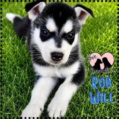 A baby medium-sized male Black Husky dog named Rob Will for adoption in Gilbert, AZ