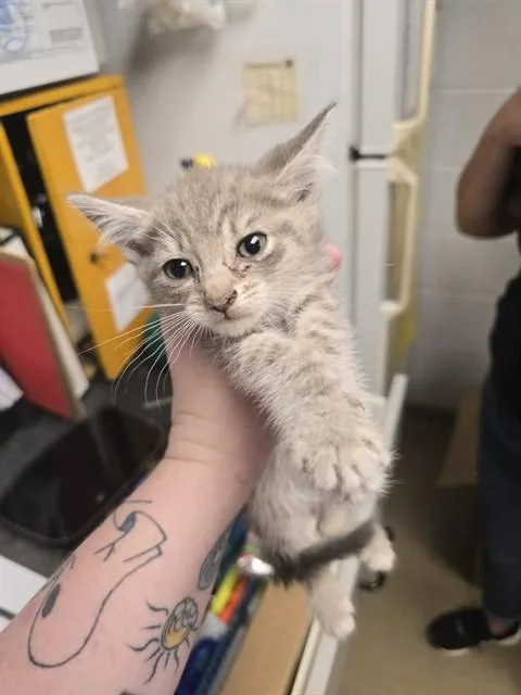 A baby small-sized male Domestic Short Hair cat named Jelly Roll for adoption in Easton, MD