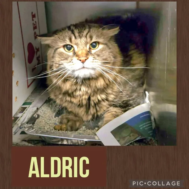 Aldric thumbnail 3