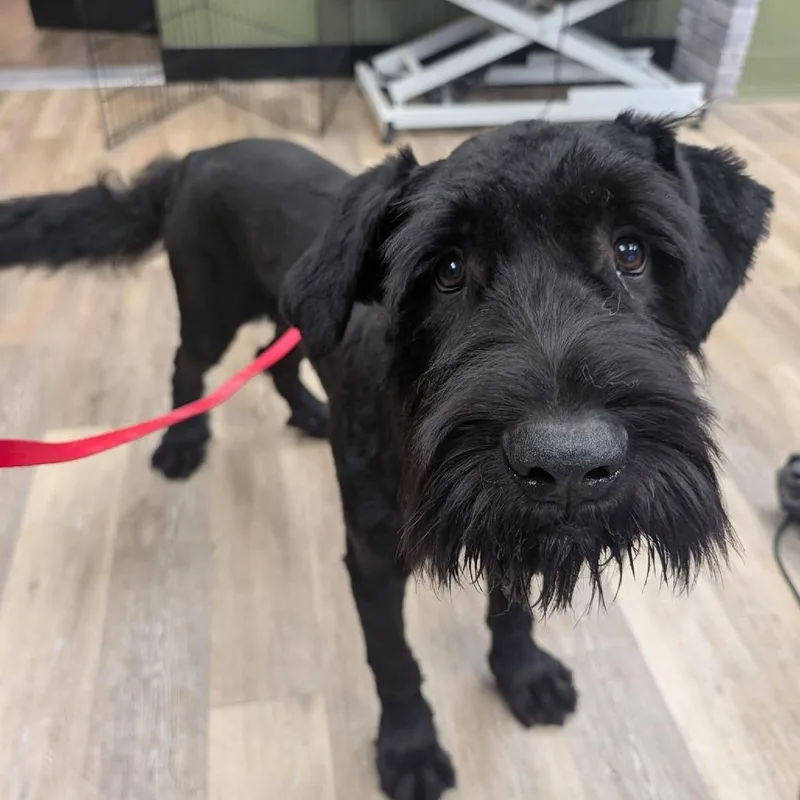A young extra large-sized male Black Giant Schnauzer dog named Waldorf for adoption in Newton, IA