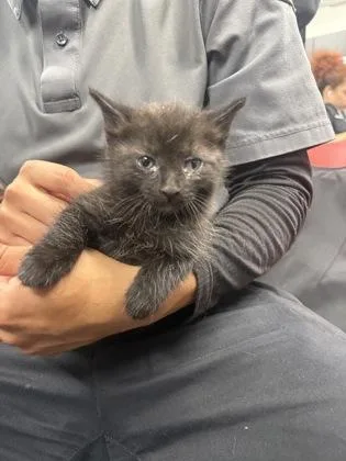 A baby small-sized male Domestic Short Hair cat named Tres for adoption in West Chester, PA