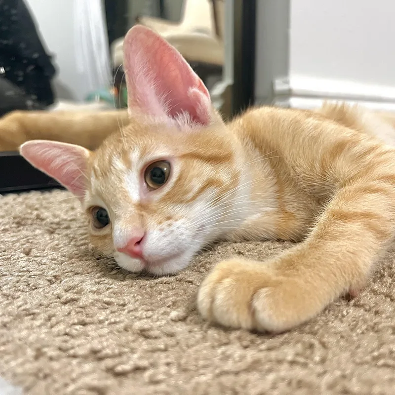 A baby medium-sized female Orange & White Tabby cat named Sweet Lychee & Peach for adoption in Boca Raton, FL