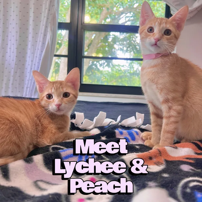 Sweet Lychee & Peach thumbnail 3