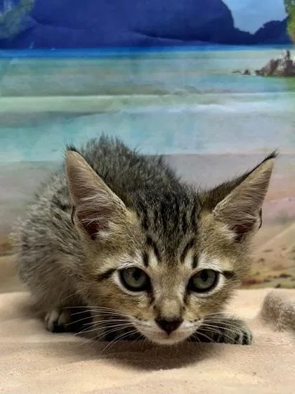 A young small-sized male Domestic Short Hair cat named Ulysses for adoption in San Antonio, TX