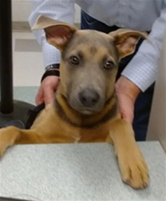 A baby small-sized male German Shepherd Dog dog named Magnus for adoption in Oklahoma City, OK