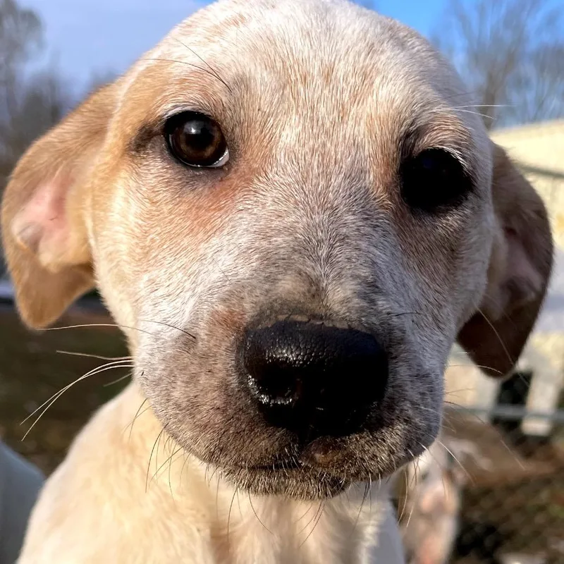 A young medium-sized female White / Cream Hound dog named Rhubarb for adoption in Waggaman, LA