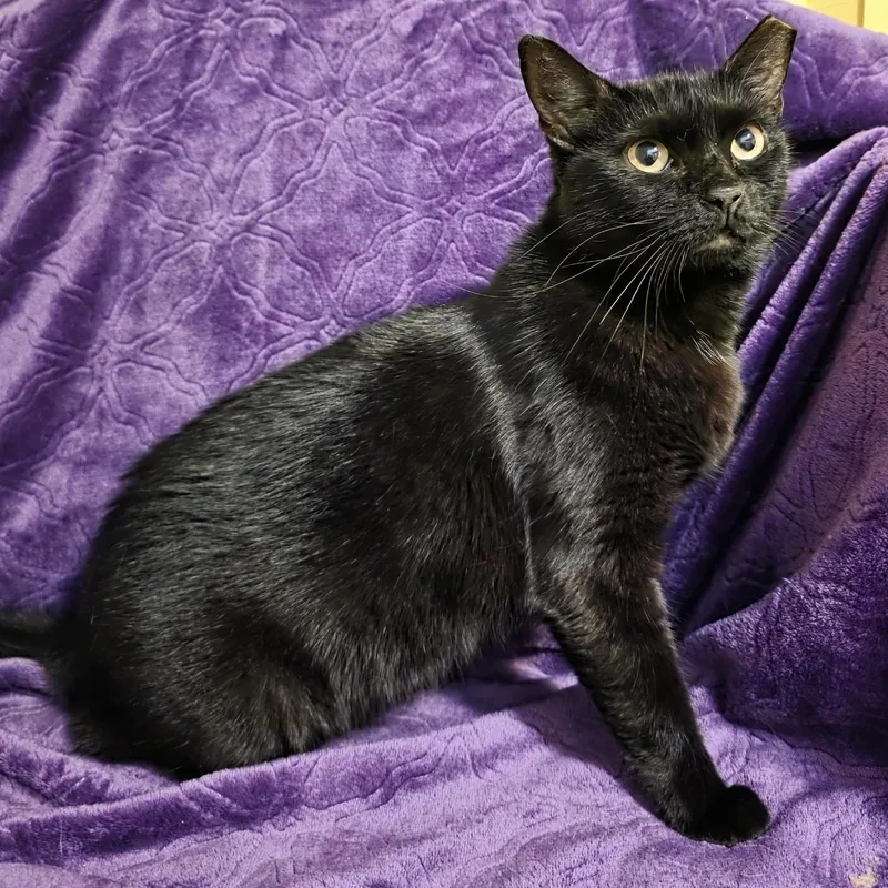 A young small-sized female Black Domestic Short Hair cat named Jessie for adoption in Bentonville, AR