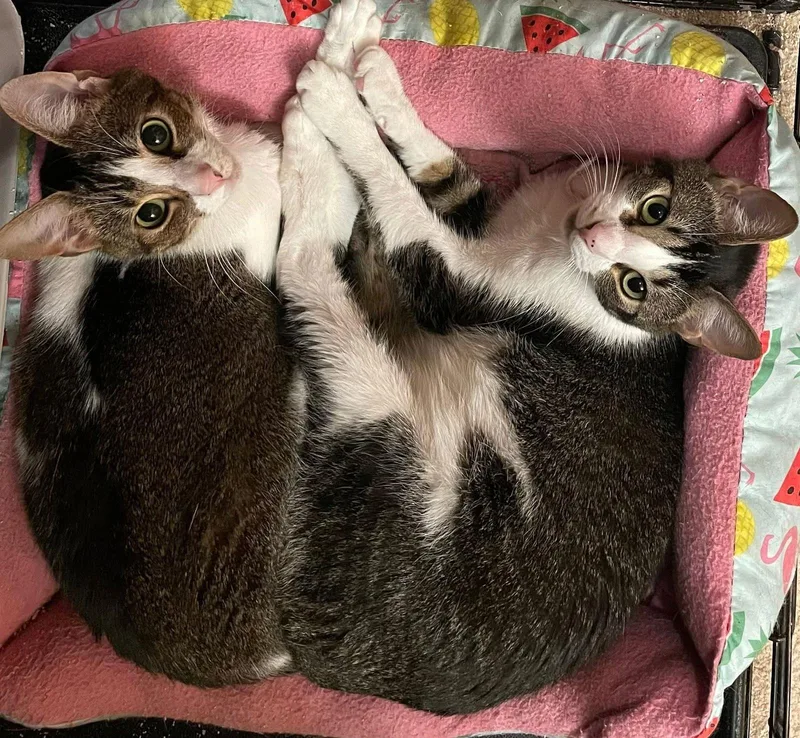 Jenna And Jayla thumbnail 2