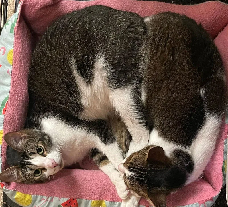 Jenna And Jayla thumbnail 3