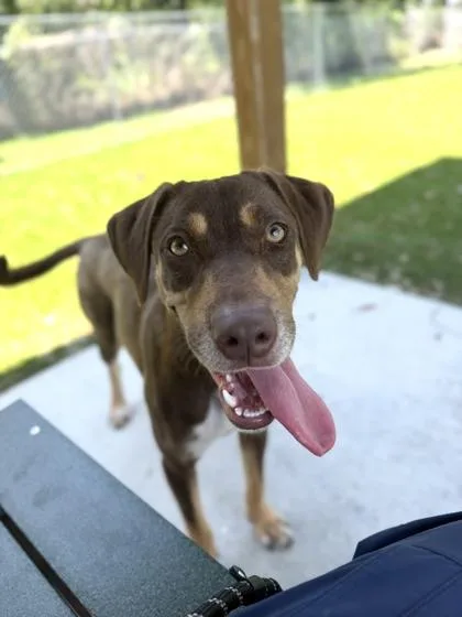A young medium-sized female Hound dog named Nellie for adoption in Daytona Beach, FL