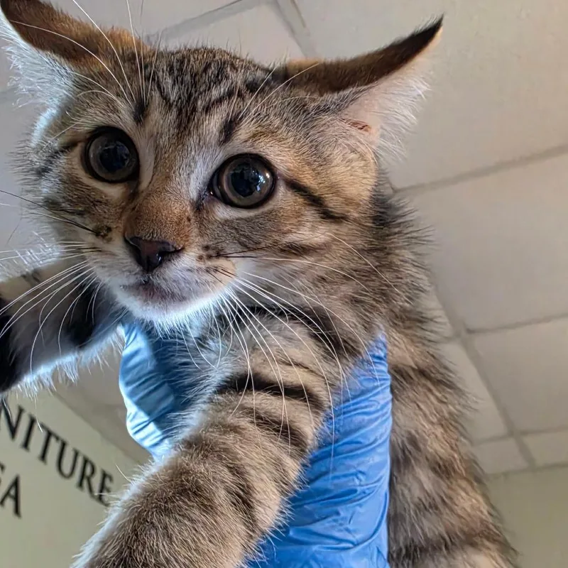 A baby small-sized female Brown / Chocolate Domestic Short Hair cat named No Parking for adoption in Troy, IL