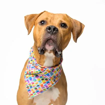 An adult large-sized male Mixed Breed dog named Deebo for adoption in Atlanta, GA