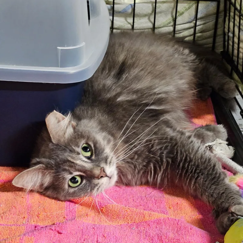 An adult medium-sized female Domestic Medium Hair cat named Sky for adoption in Altoona, PA