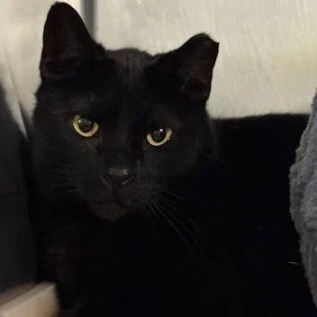 Hank The Tank thumbnail 2