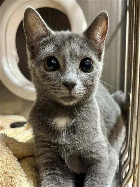 A young small-sized female Domestic Short Hair cat named Bess for adoption in York, SC