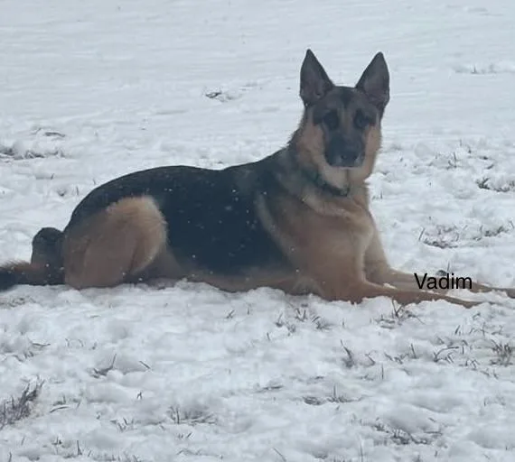 An adult large-sized male German Shepherd Dog dog named Vadim for adoption in Rome, GA