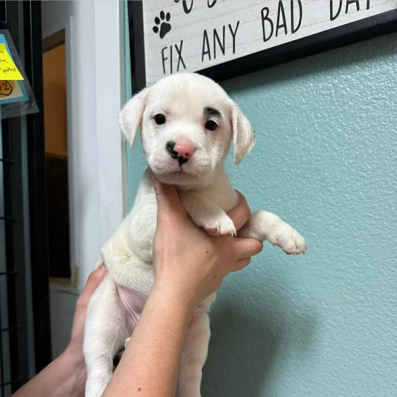 A baby medium-sized female White / Cream Mixed Breed dog named Lima for adoption in Bend, OR