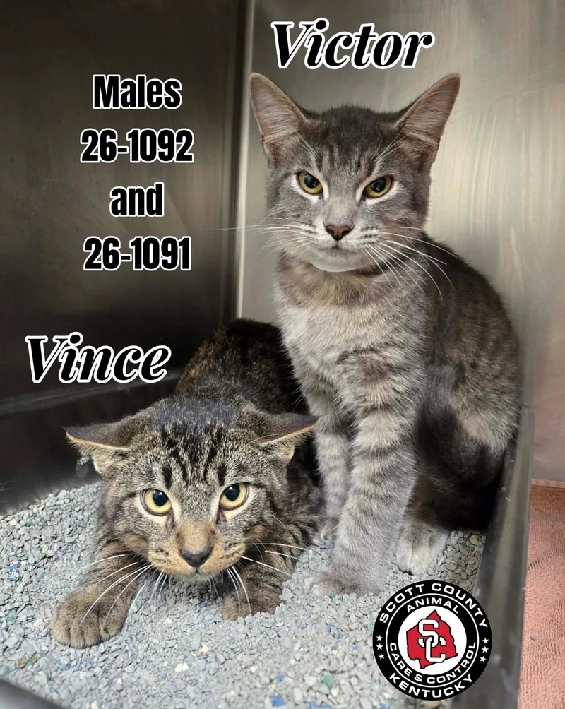A young medium-sized male Domestic Short Hair cat named Vince for adoption in Georgetown, KY
