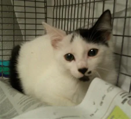 A baby medium-sized female Domestic Short Hair cat named Cassidy for adoption in Fort Lauderdale, FL