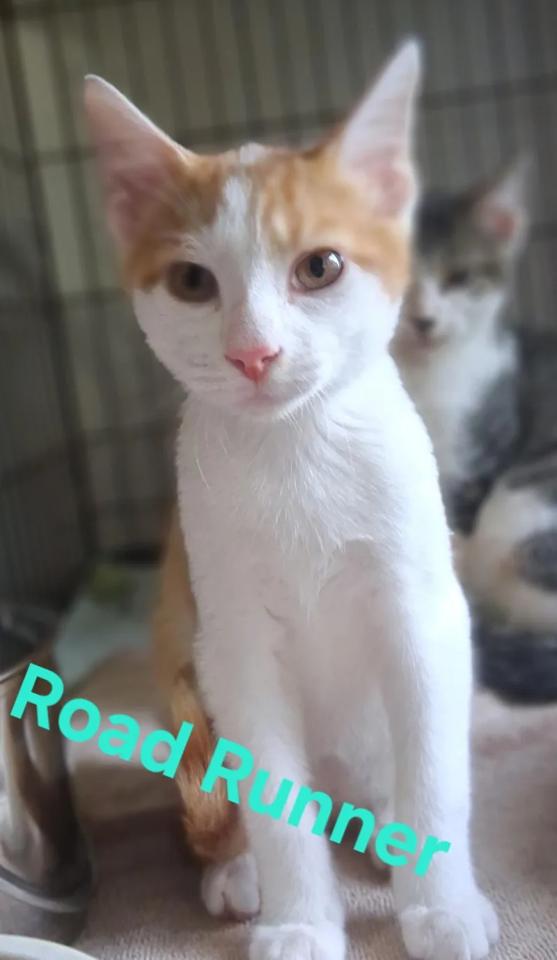 A baby small-sized male Domestic Short Hair cat named Roadrunner for adoption in Lynchburg, TN