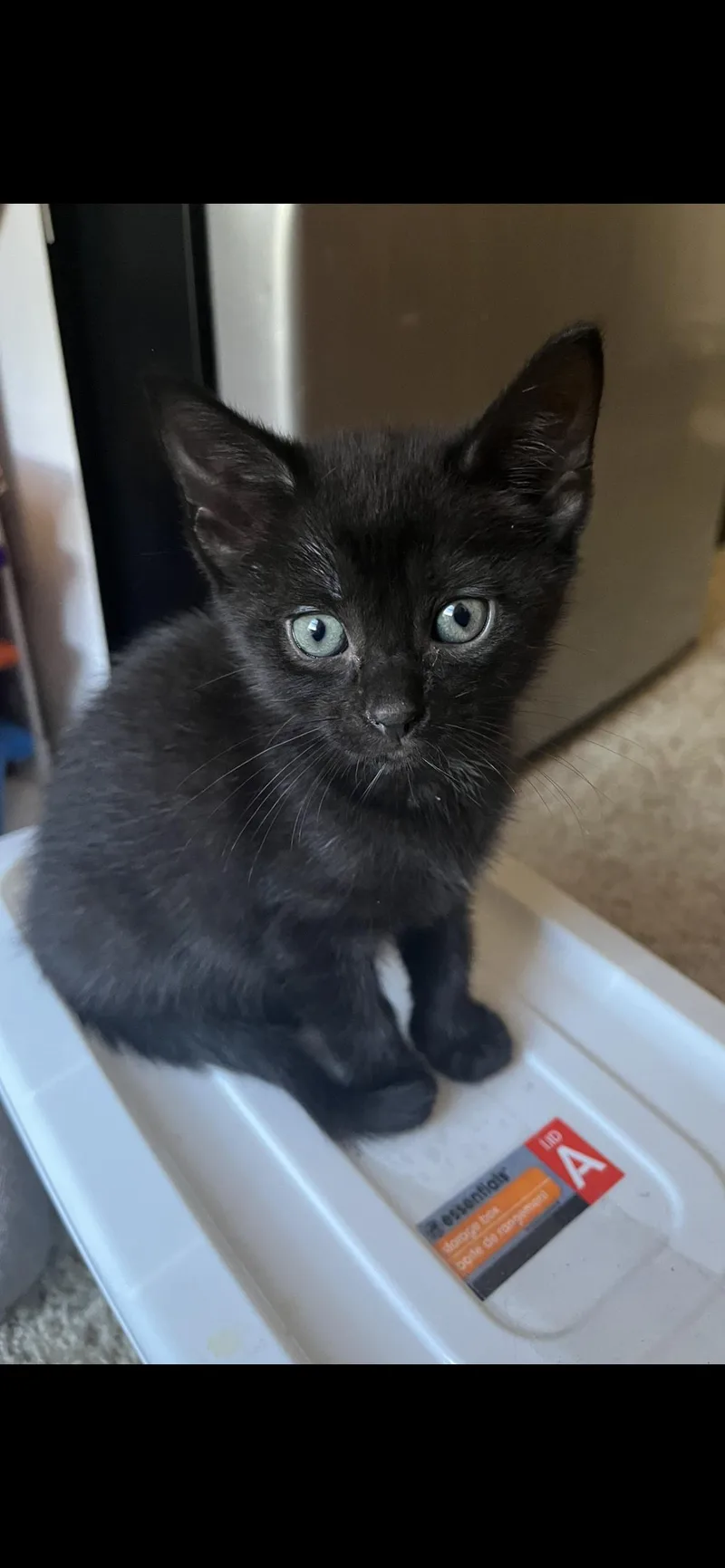 A baby small-sized female Black Domestic Short Hair cat named Pepper for adoption in Nashville, TN