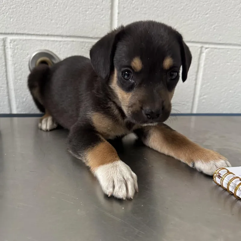 A baby small-sized male Black Mixed Breed dog named Pup for adoption in Dillon, SC