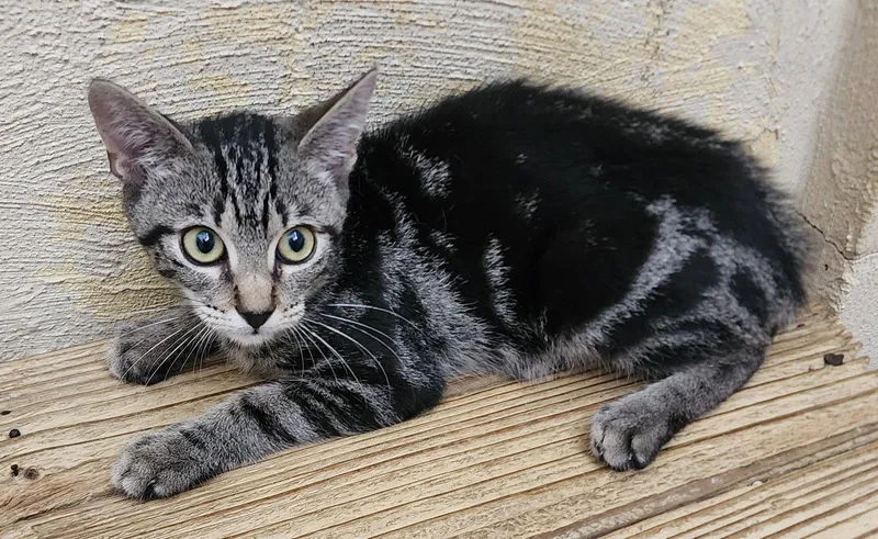 A baby medium-sized female Domestic Short Hair cat named Irony for adoption in Wetumpka, AL