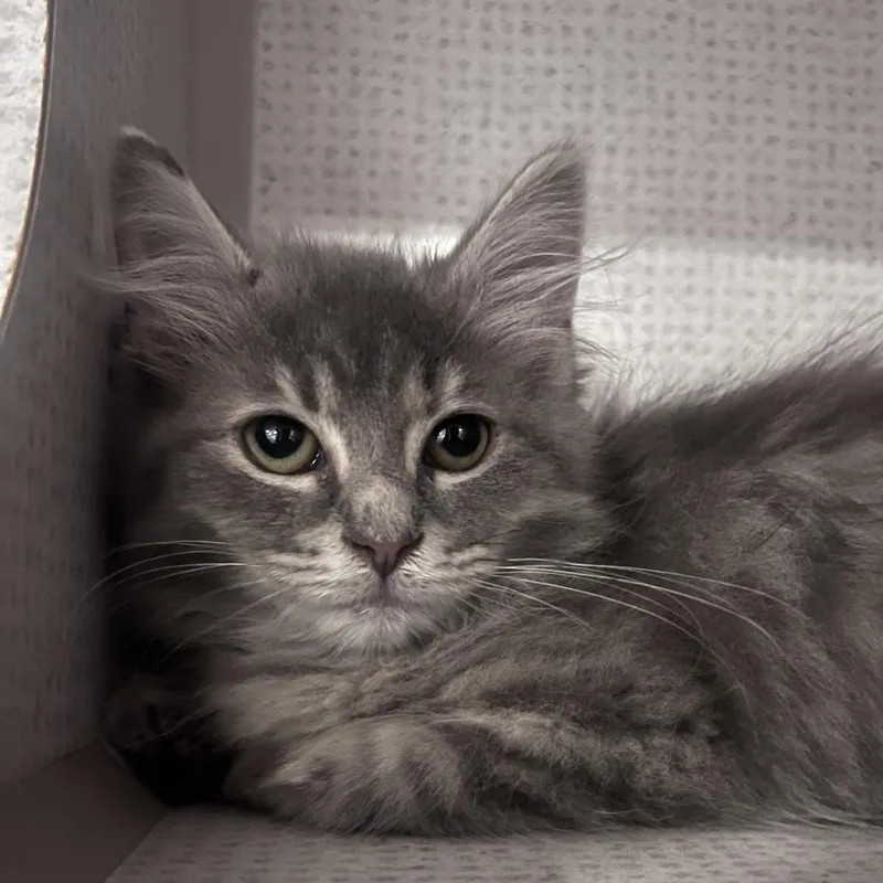 A young medium-sized female Gray / Blue / Silver Domestic Medium Hair cat named Mandy the Manatee for adoption in Durham, NC