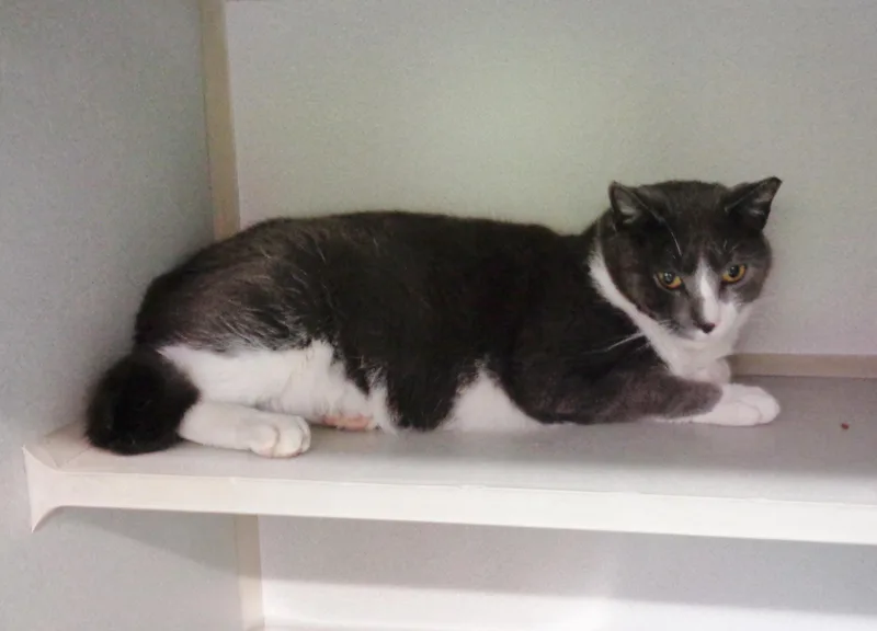 An adult medium-sized male Gray & White Domestic Short Hair cat named Helix for adoption in Delhi, NY