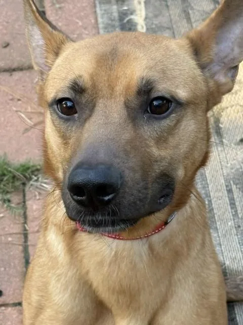 Rambo
