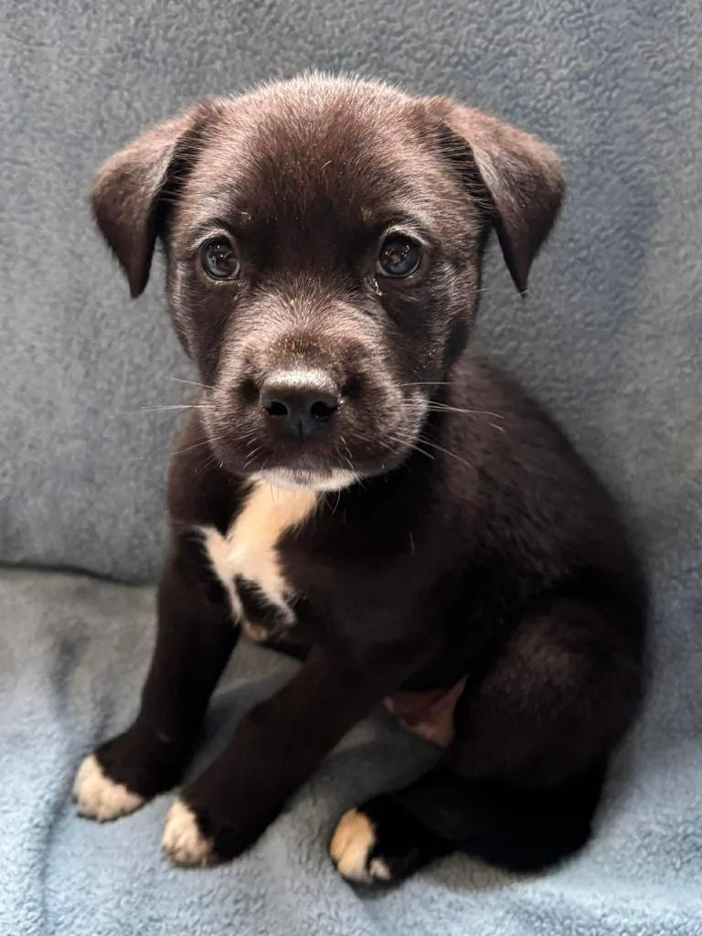 A baby small-sized female Alaskan Malamute dog named Cookie for adoption in Rutherfordton, NC