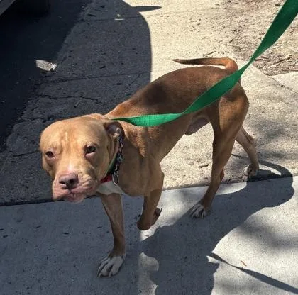 An adult medium-sized male Mixed Breed dog named Wormtail for adoption in West Chester, PA
