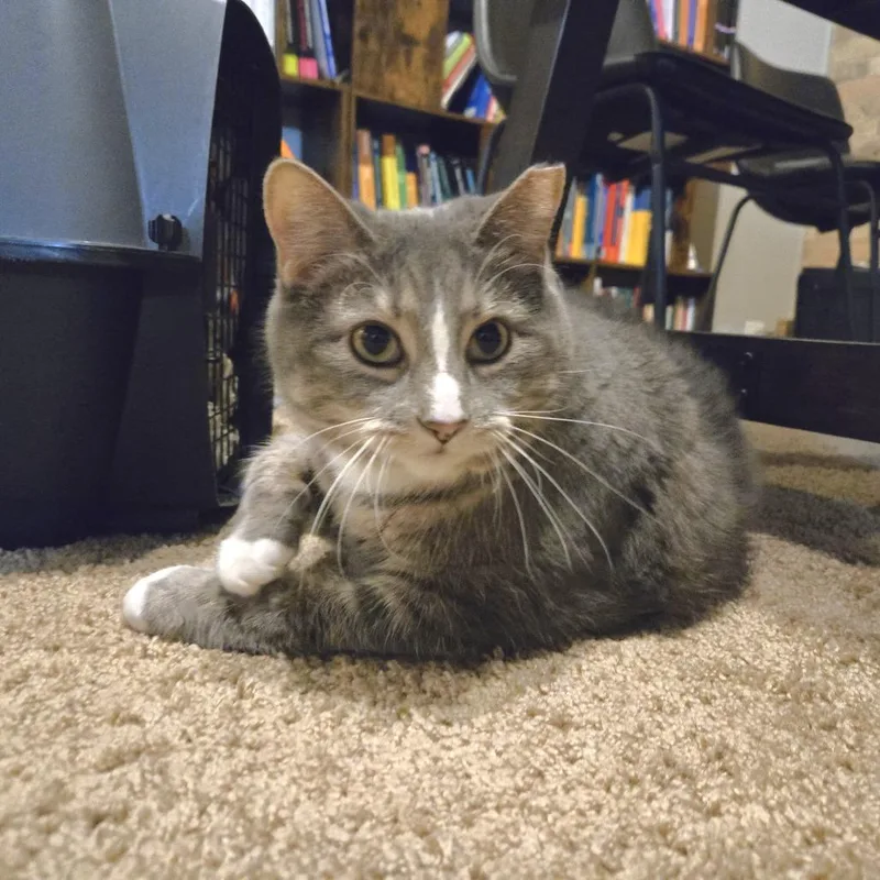 A senior extra large-sized female Gray / Blue / Silver Domestic Short Hair cat named Jellianne Toe Beans for adoption in Chicago, IL