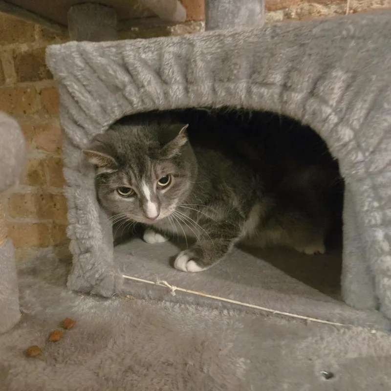 Jellianne Toe Beans thumbnail 2