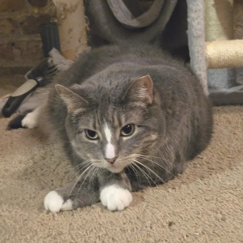 Jellianne Toe Beans thumbnail 4