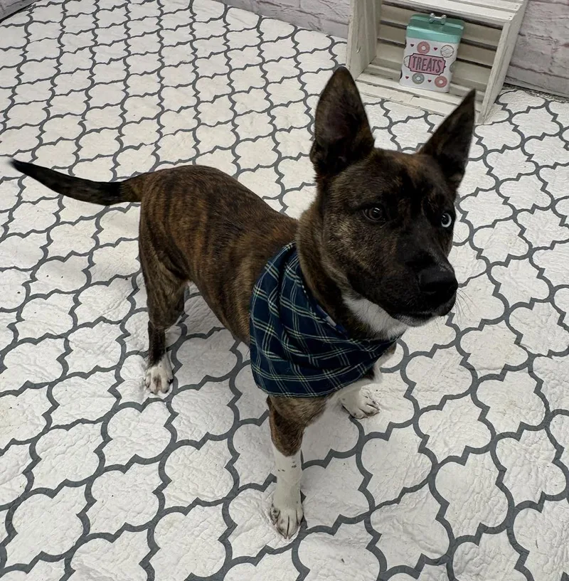 A baby medium-sized female Dutch Shepherd dog named Sweet Thyme for adoption in Detroit, MI