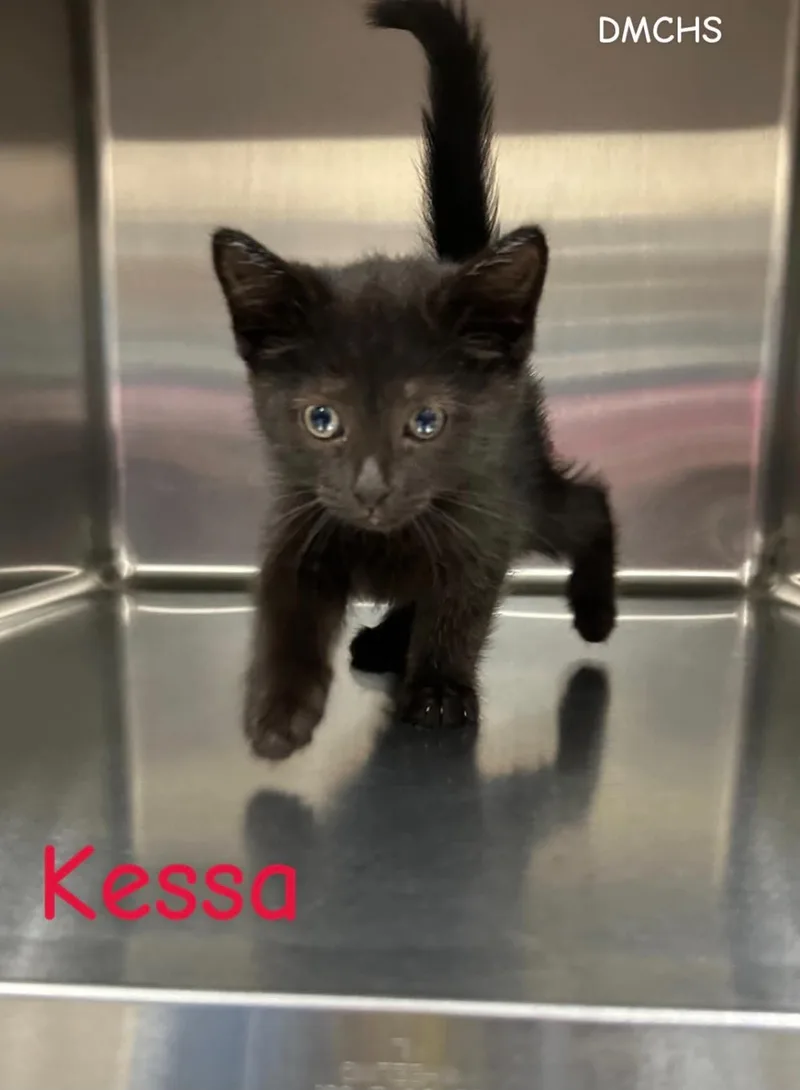 Kessa thumbnail 2