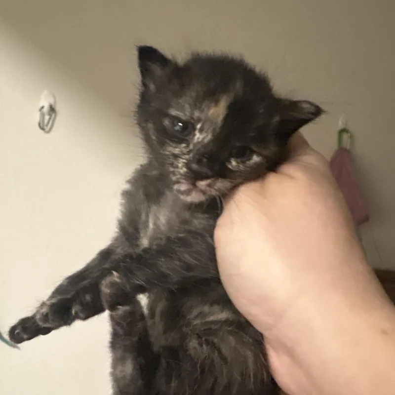 A baby small-sized female Tortoiseshell Domestic Short Hair cat named Mag Pie for adoption in Escondido, CA