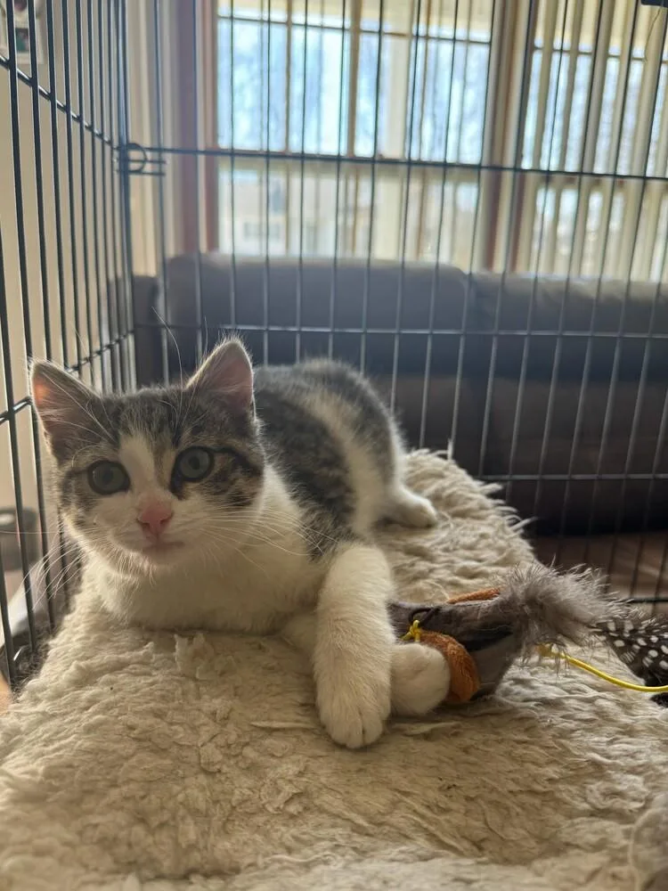 A baby medium-sized female Domestic Short Hair cat named Abby for adoption in South Bend, IN