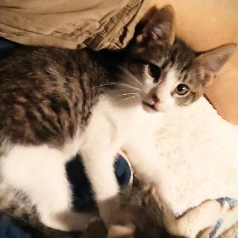 Marcello thumbnail 3
