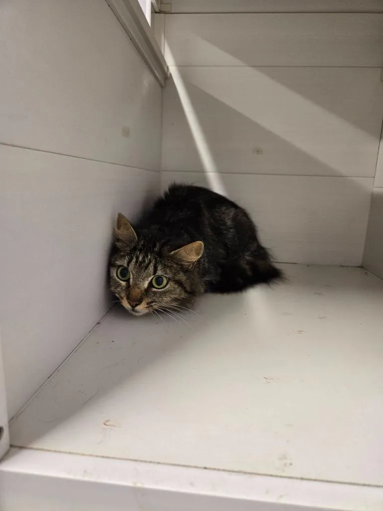 A young medium-sized female Domestic Long Hair cat named Skittles for adoption in Athens, TN