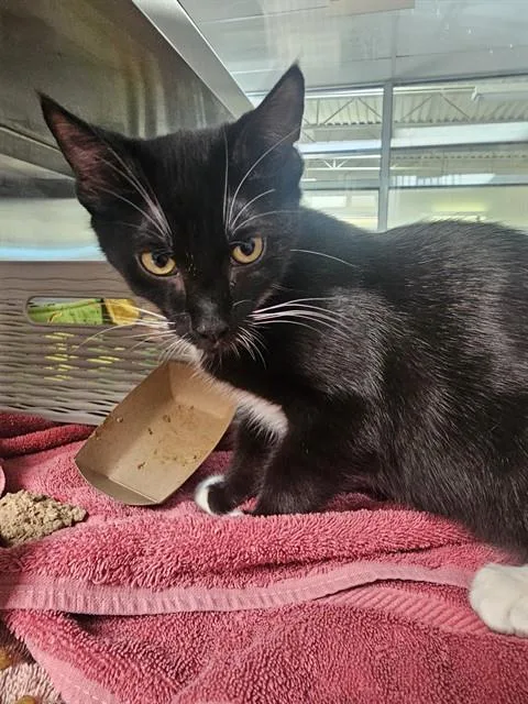 A baby small-sized male Domestic Short Hair cat named Coyote for adoption in Pueblo, CO
