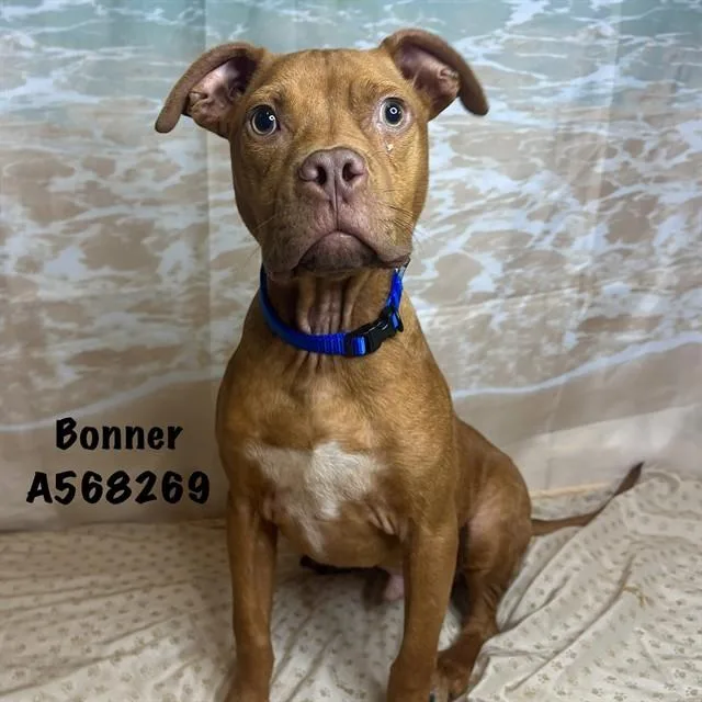 Bonner