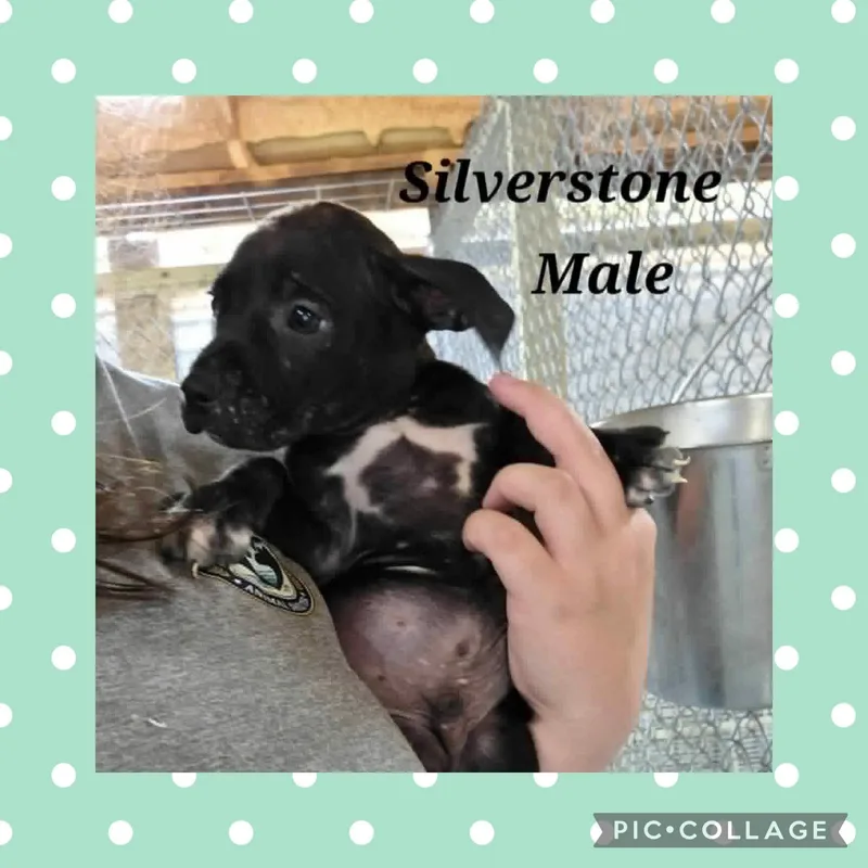 A baby medium-sized male Black Pit Bull Terrier dog named Silverstone for adoption in Ringwood, NJ