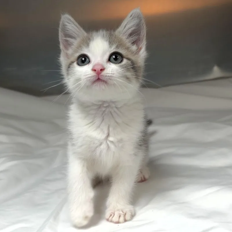 A baby small-sized female White Domestic Short Hair cat named Lou for adoption in Michigan City, IN