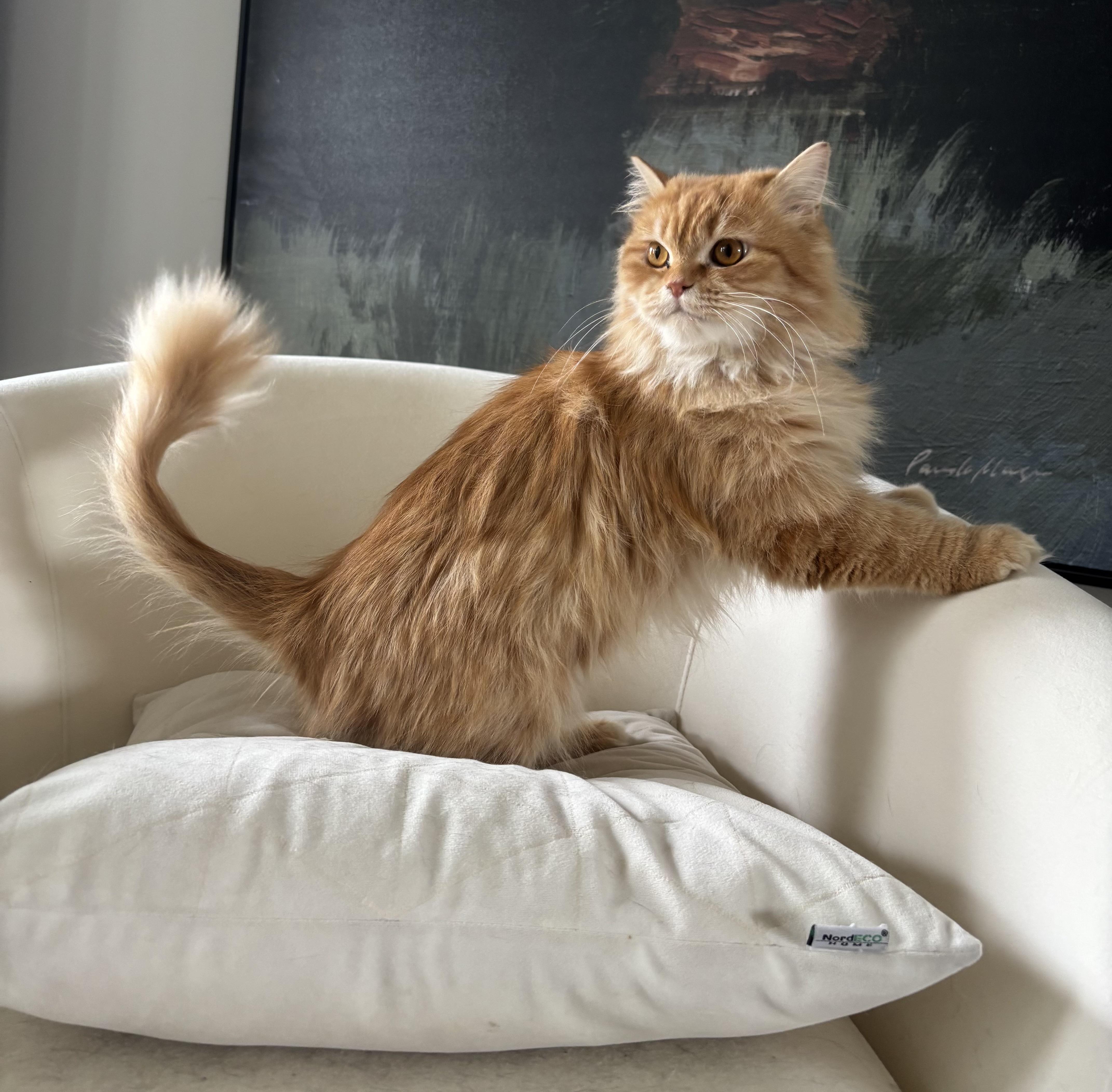 Shereen & Hannah thumbnail 2