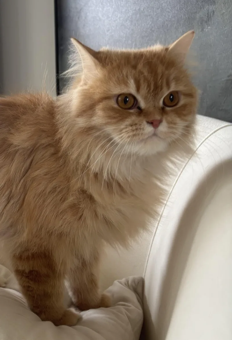 Shereen & Hannah thumbnail 3